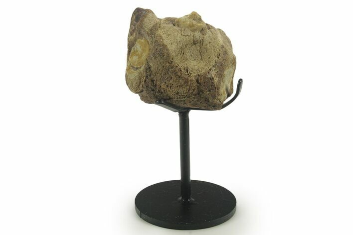 Fossil Mosasaur Jaw Section with Metal Stand - Texas #377839